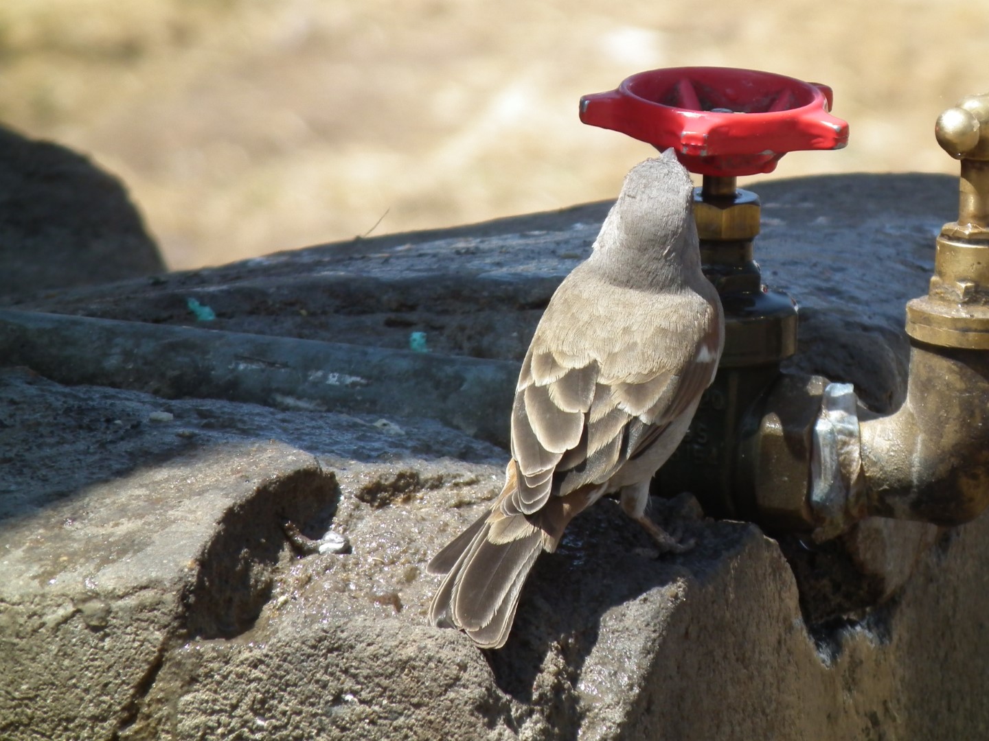 Sudan Golden Sparrow