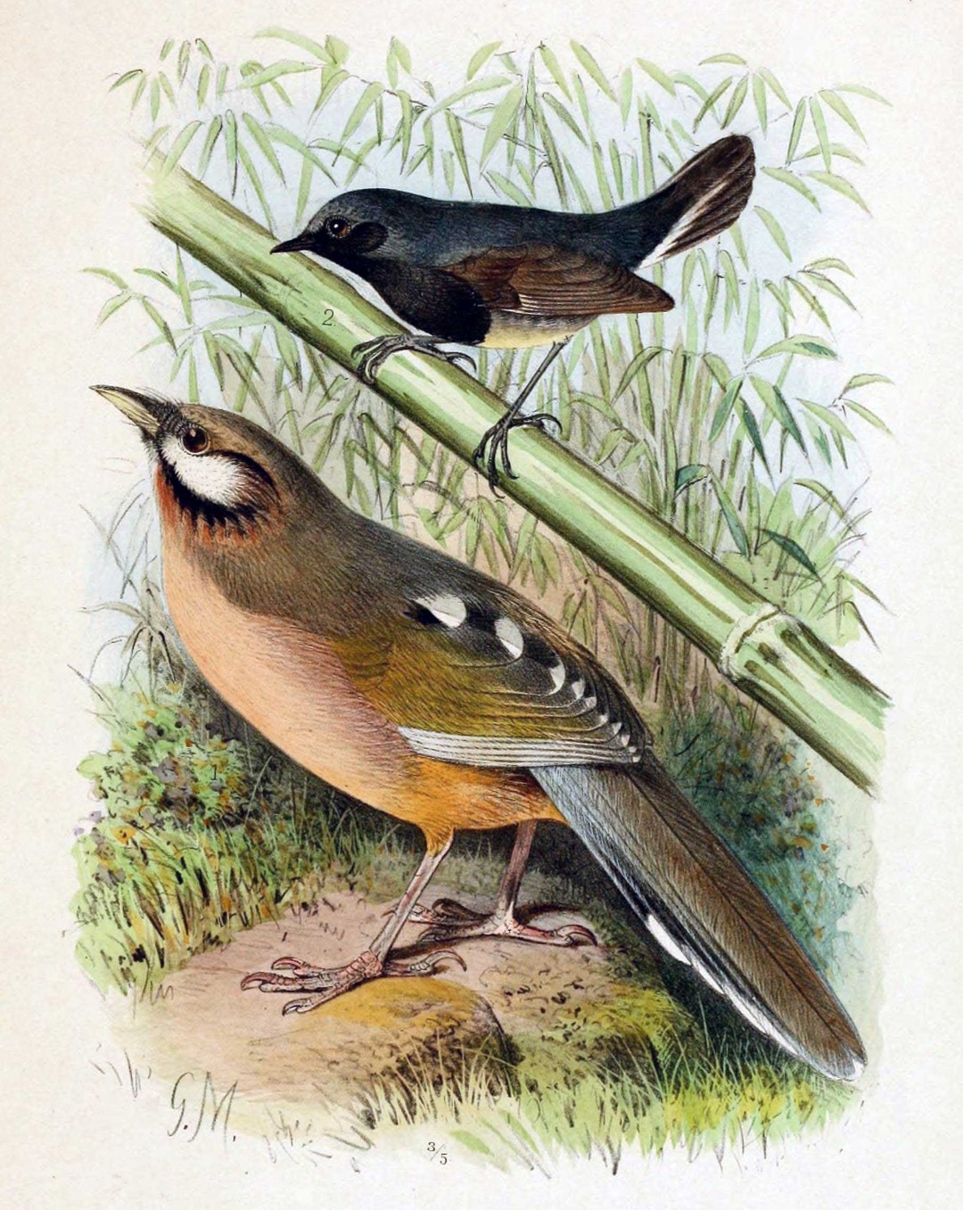 Sukatschew's Laughingthrush
