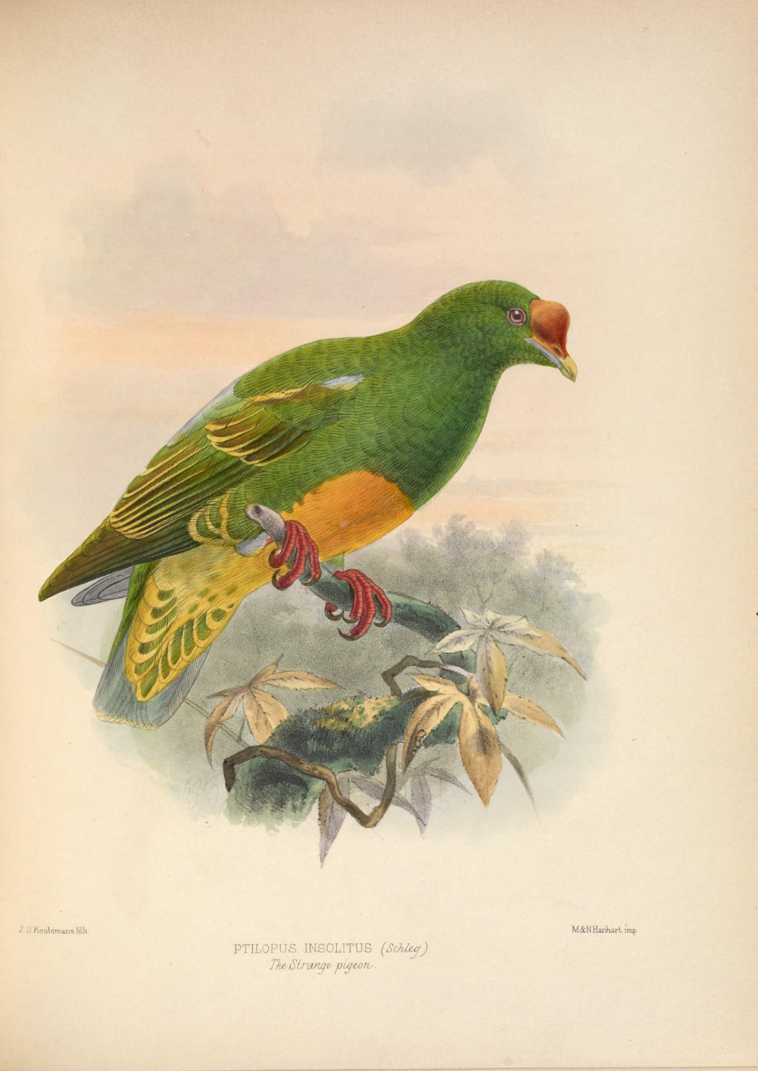 Sula Fruit Dove