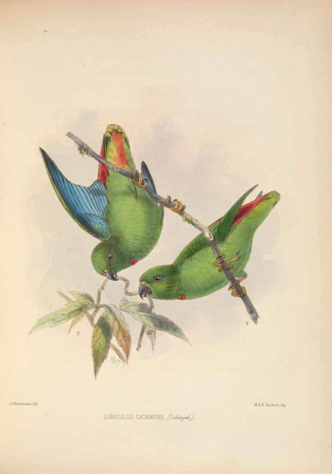 Sula Hanging Parrot