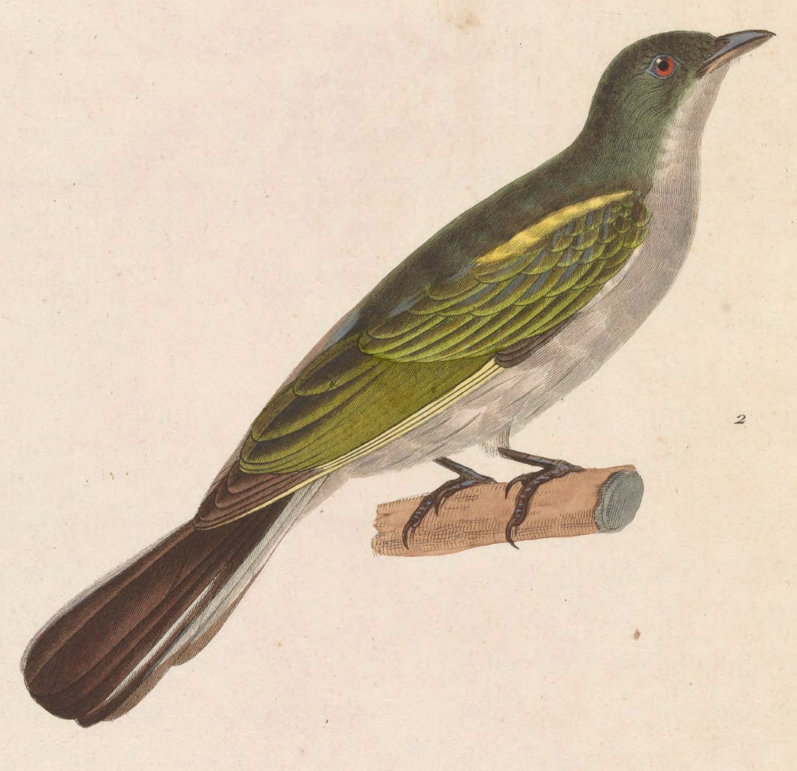 Sula Island Honeyeater