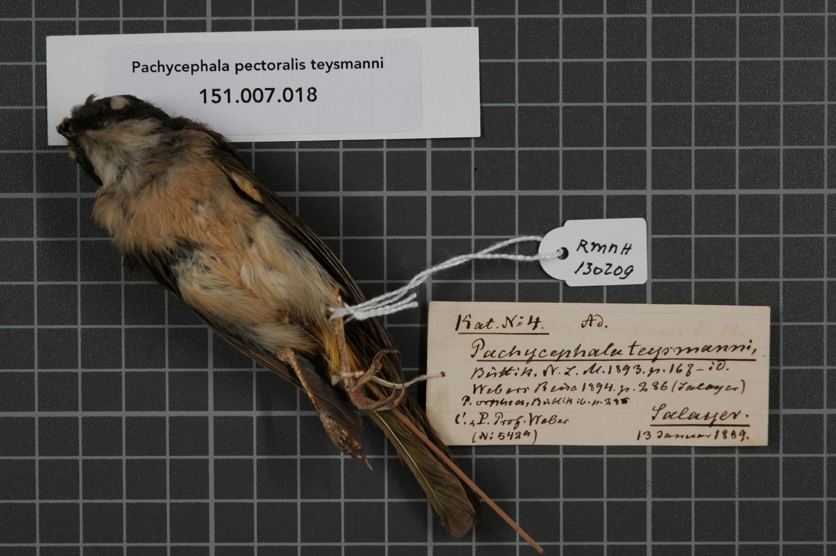 Sula Mountain whistler