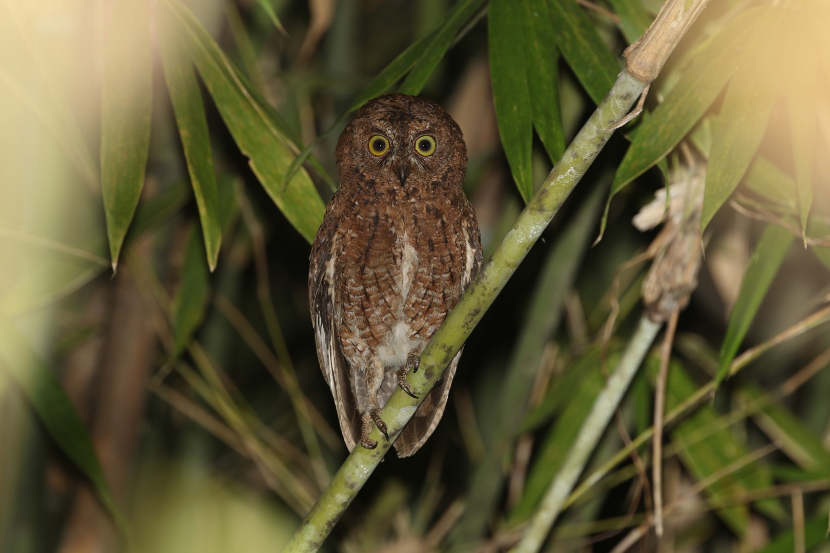 Sula Scops Owl