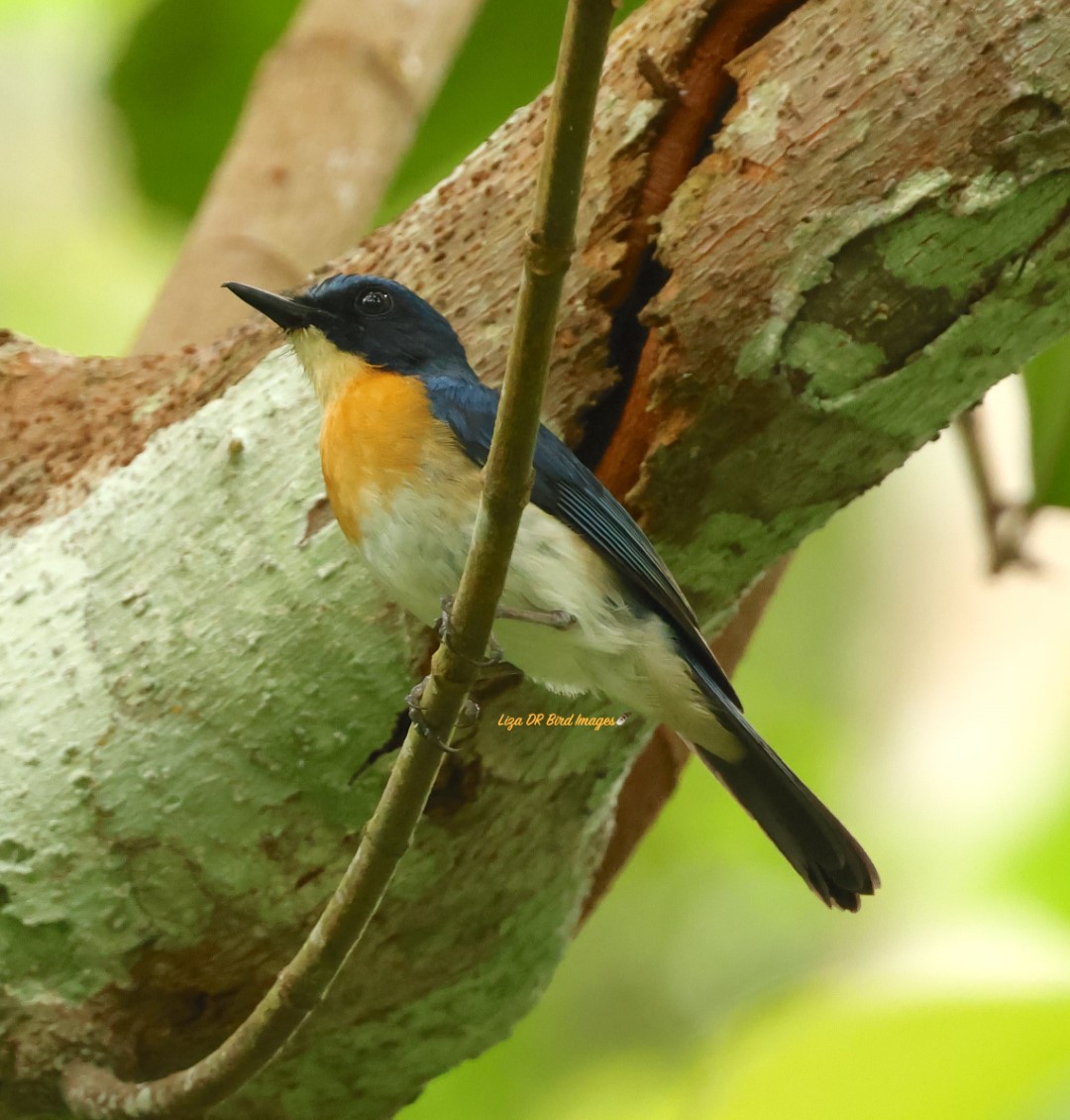 Sulawesi Blue Flycatcher