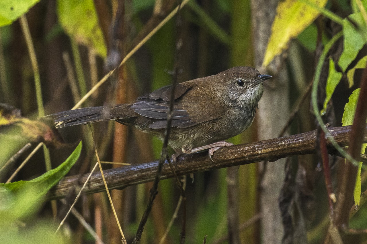 Sulawesi Bush Warbler