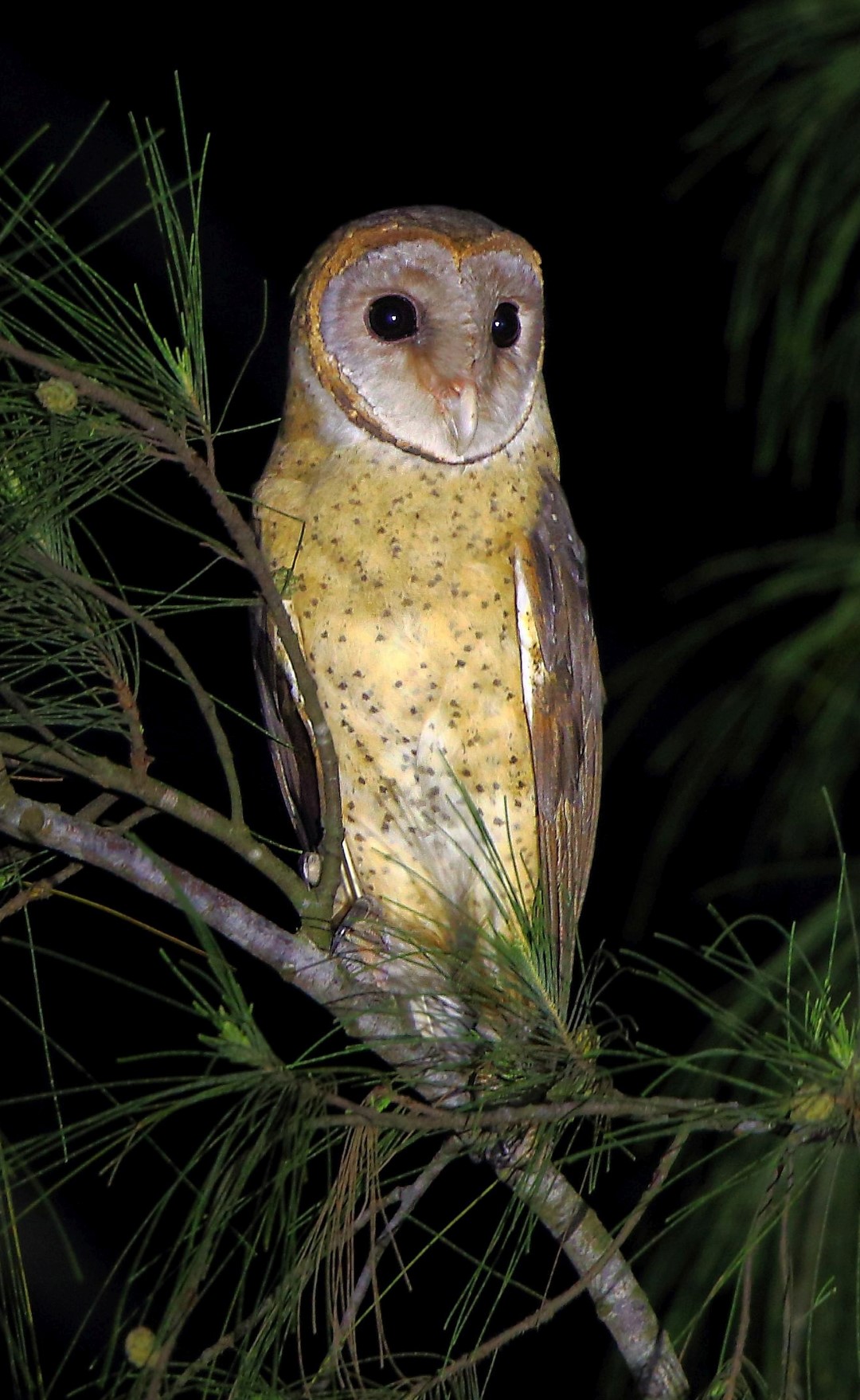 Sulawesi Cavity Owl