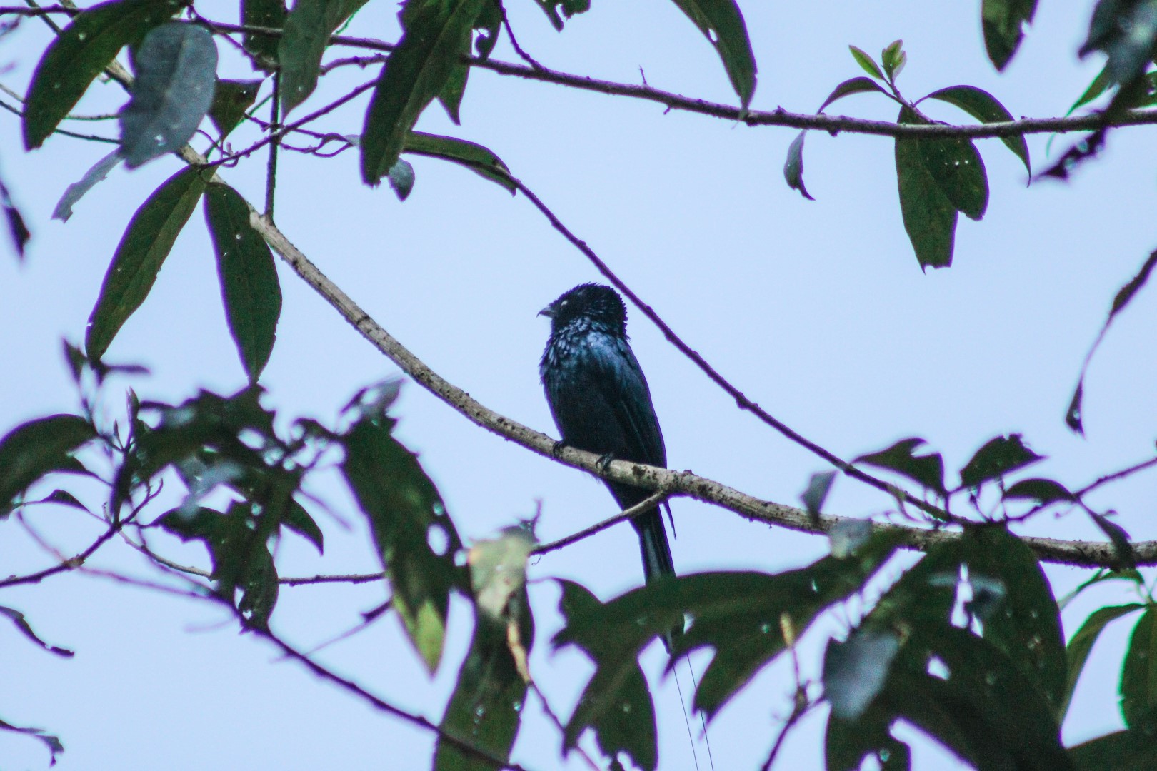 Sulawesi Drongo