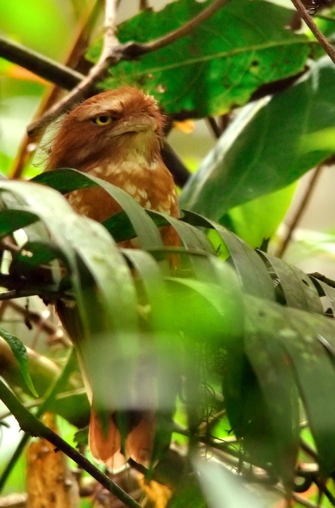 Sulawesi Frogmouth