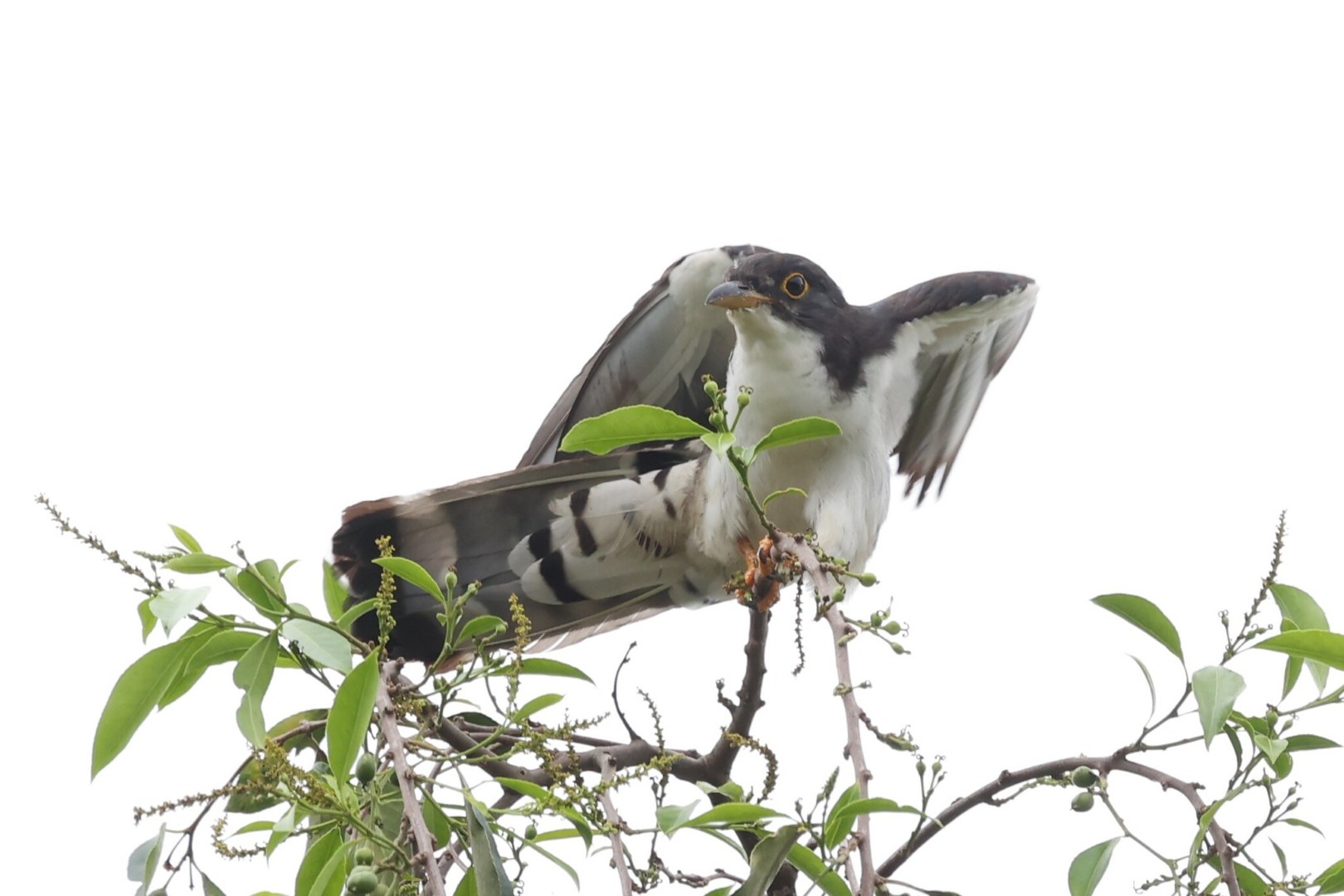 Sulawesi Ground Cuckoo
