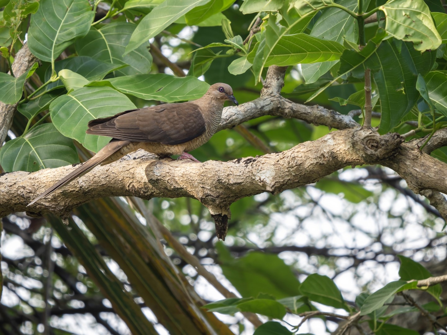 Sulawesi Ground Dove