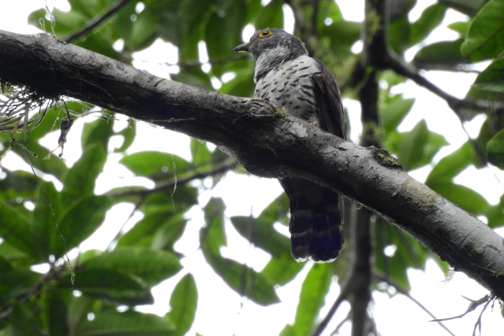 Sulawesi Hawk-Cuckoo
