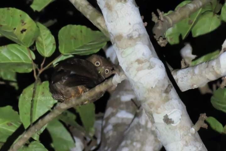 Sulawesi Hawk-owl