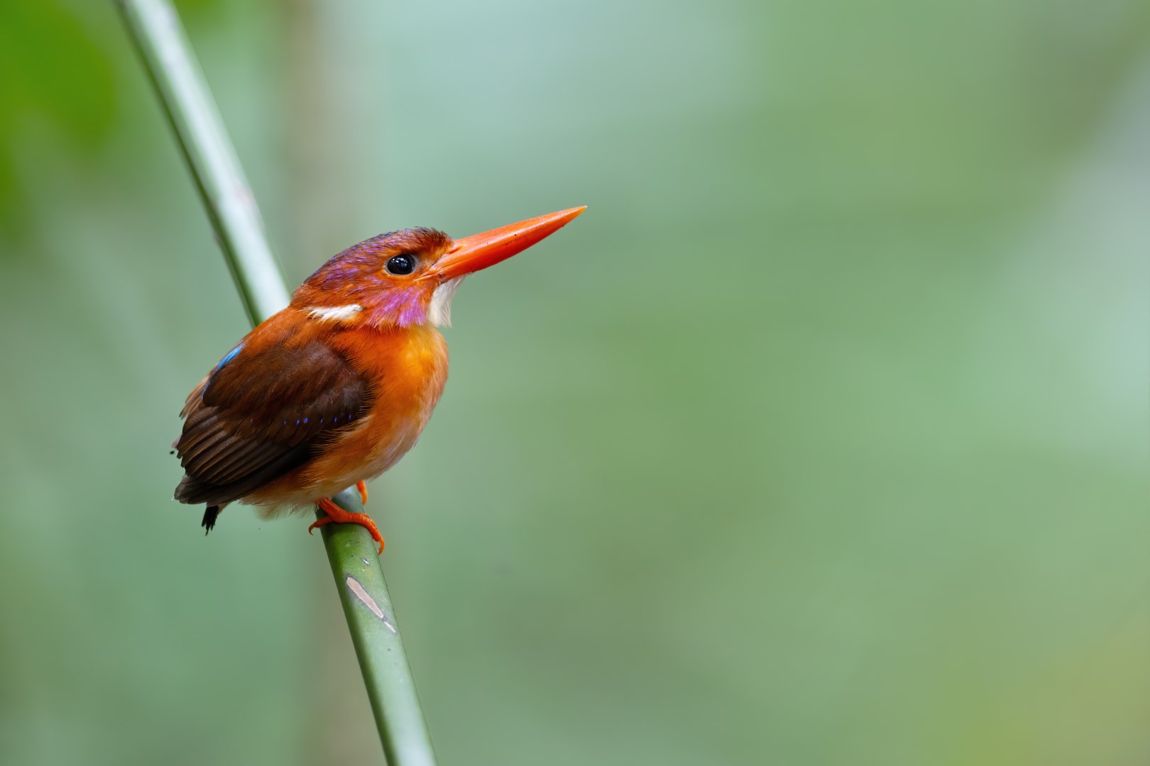 Sulawesi kingfisher
