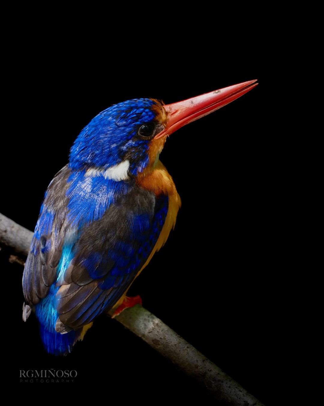 Sulawesi kingfisher