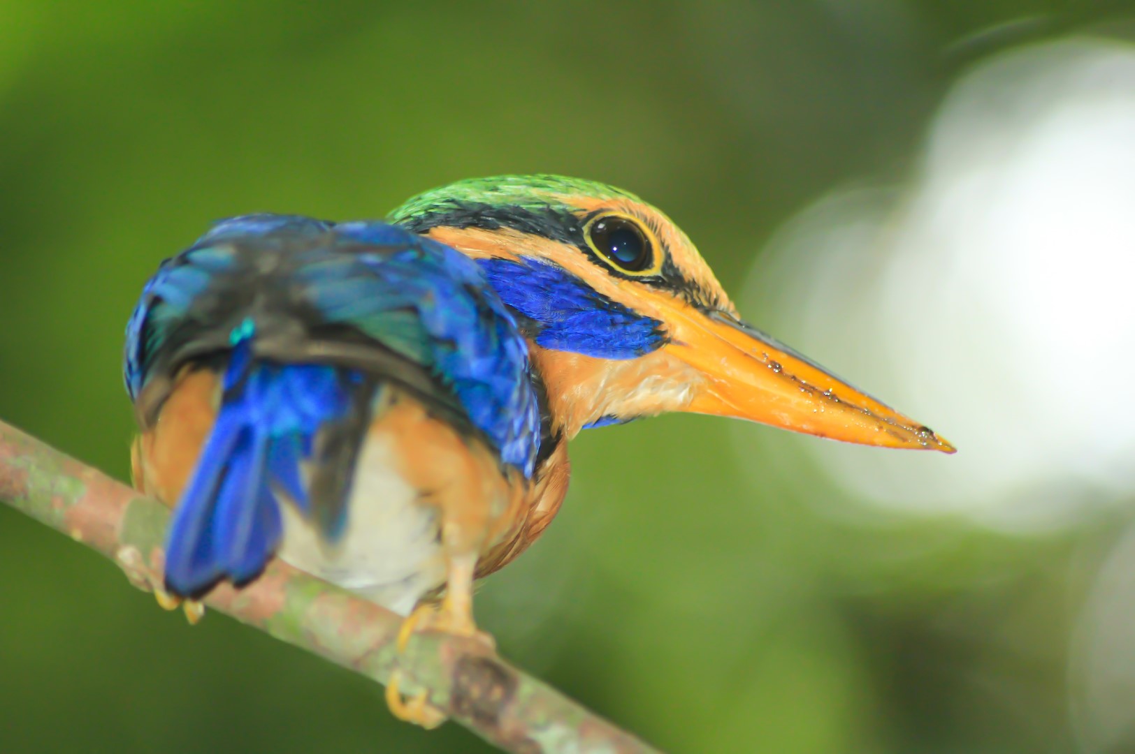 Sulawesi kingfisher