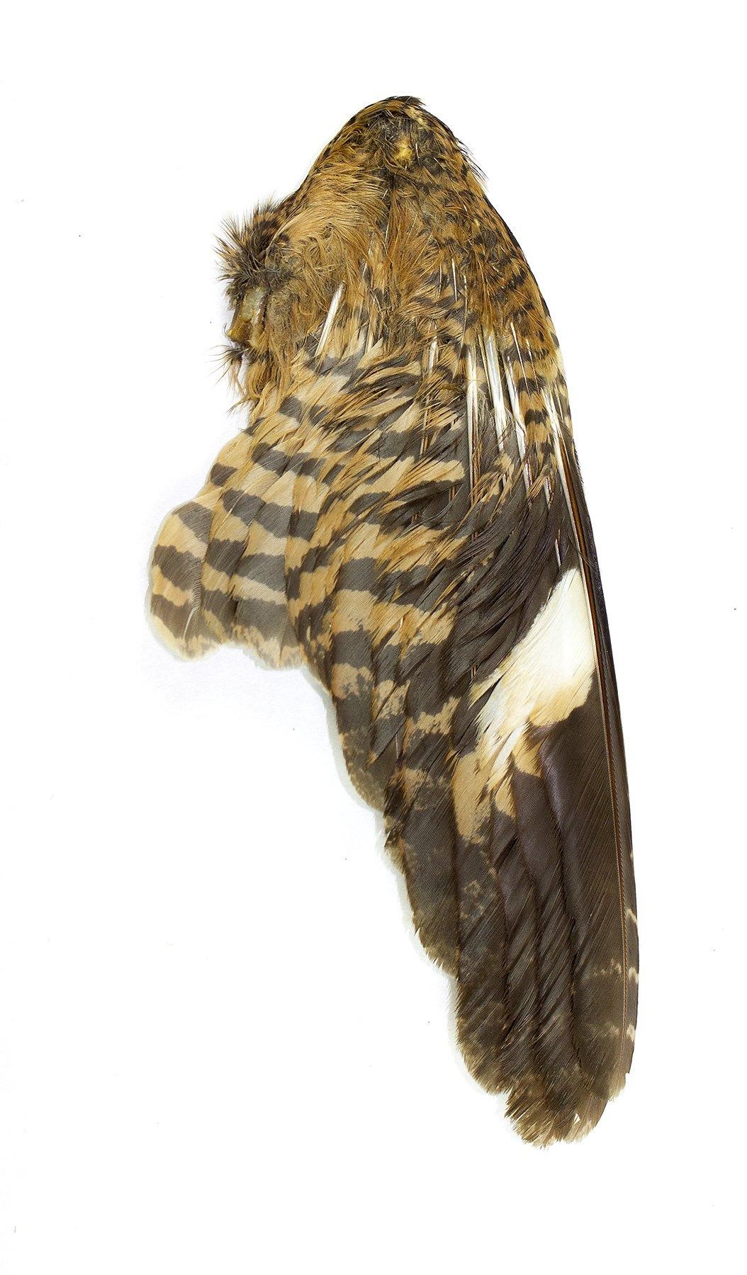 Sulawesi Nightjar