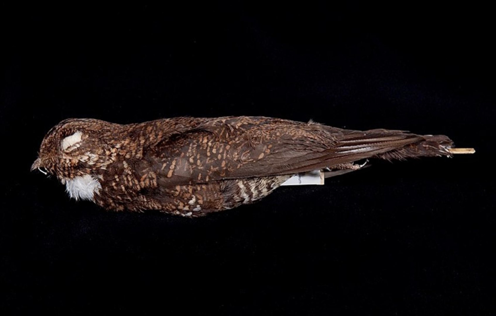 Sulawesi Nightjar