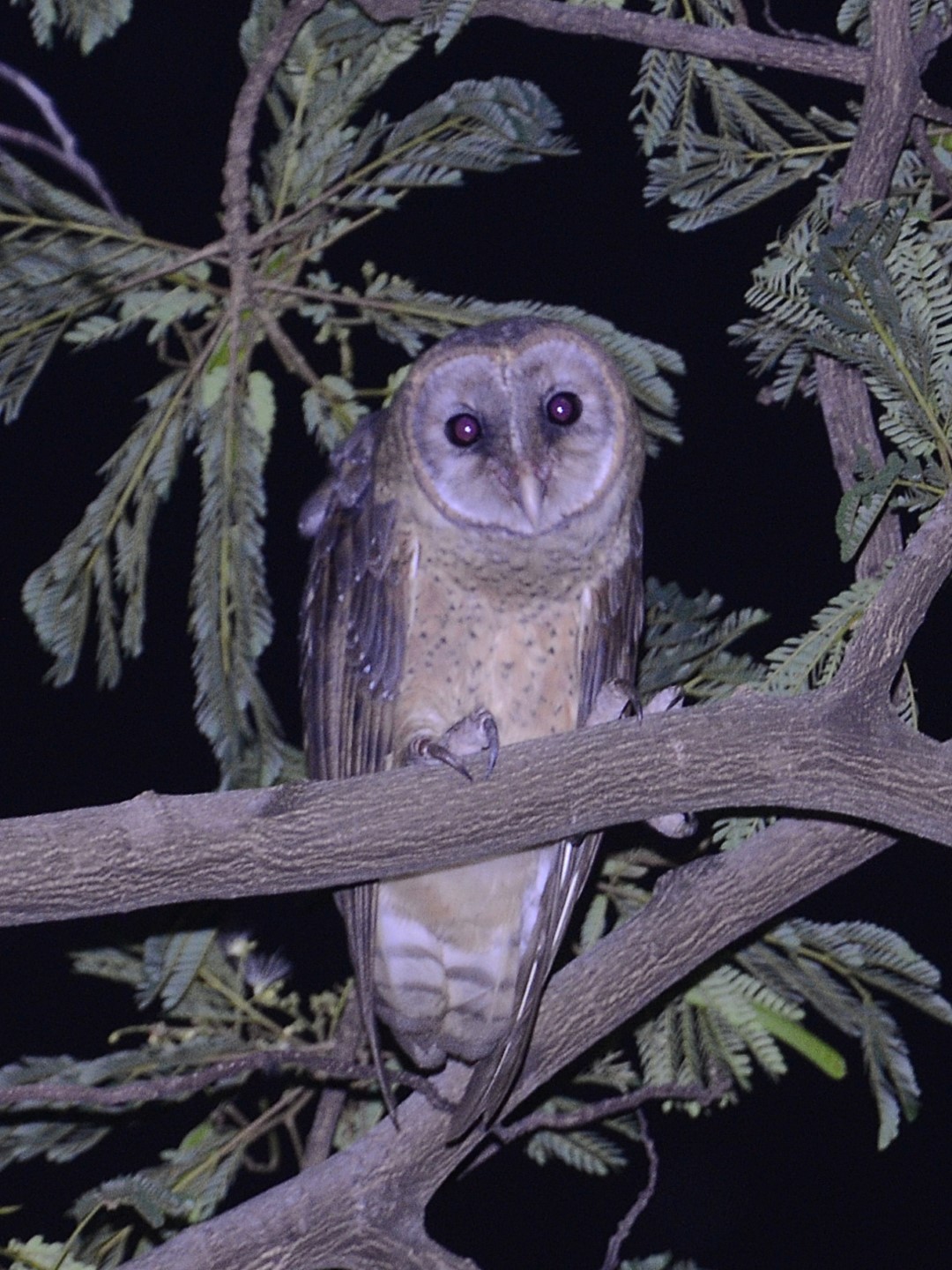 Sulawesi owl