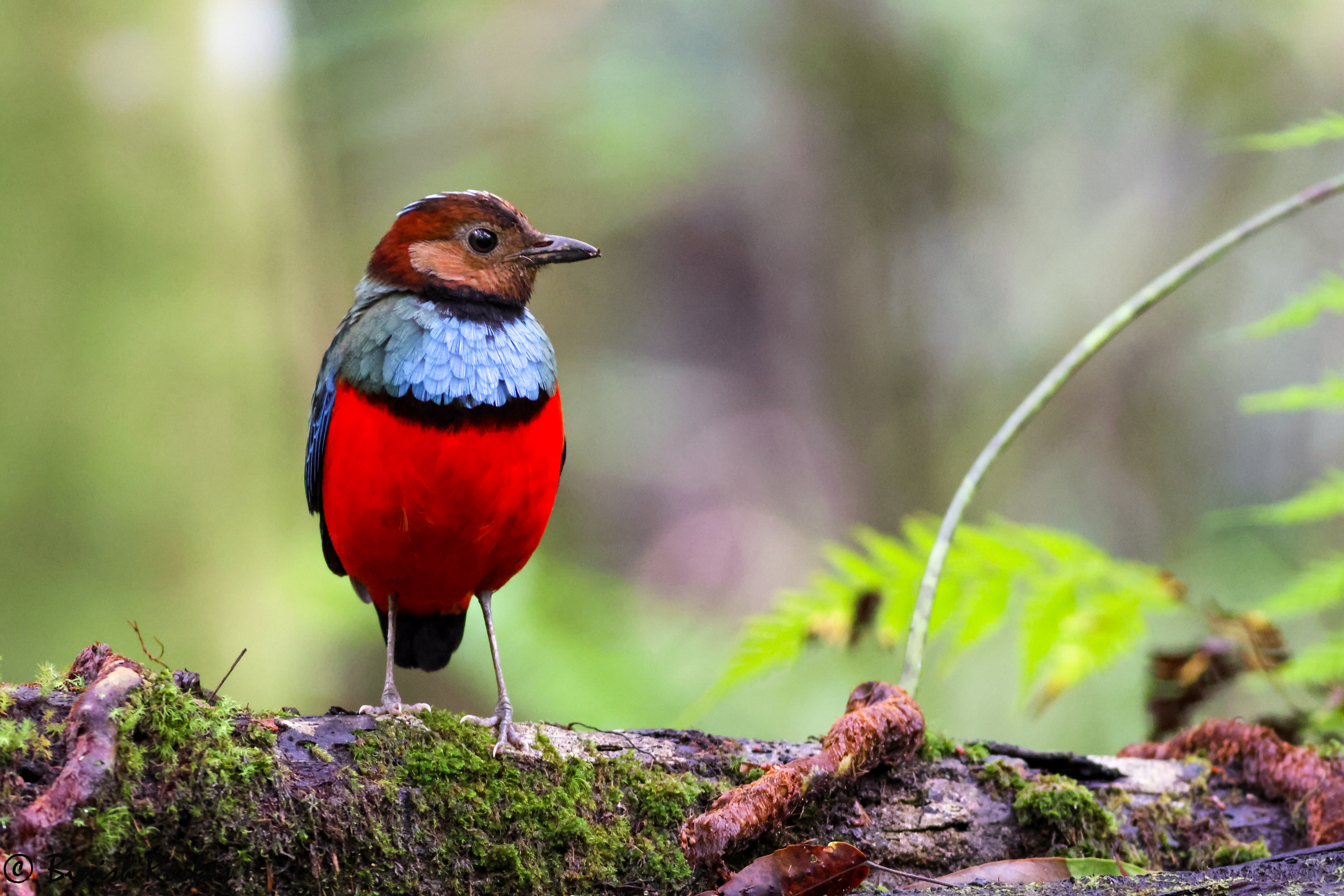 Sulawesi Pitta