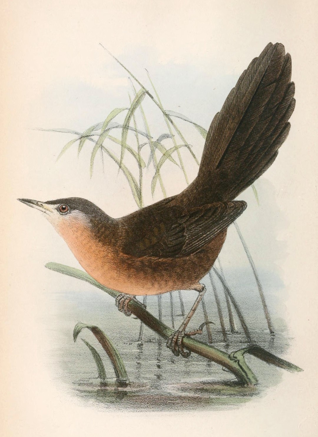 Sulawesi Pygmy Woodpecker