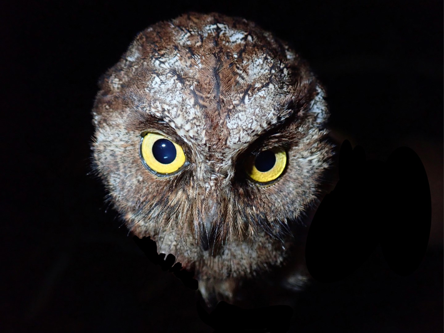 Sulawesi Scops Owl