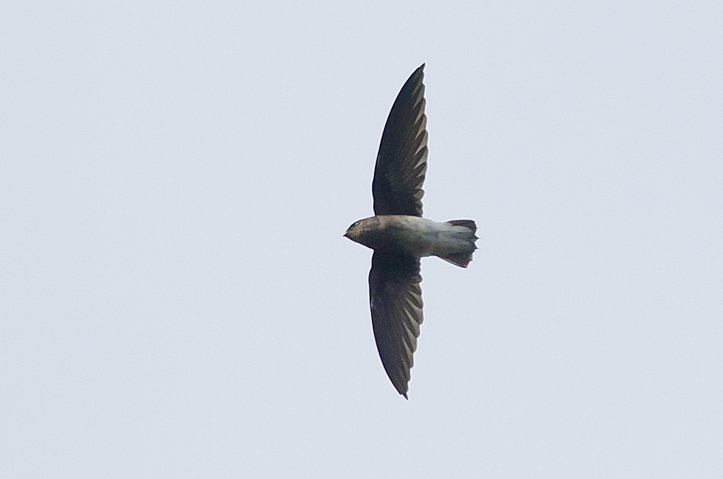 Sulawesi swiftlet