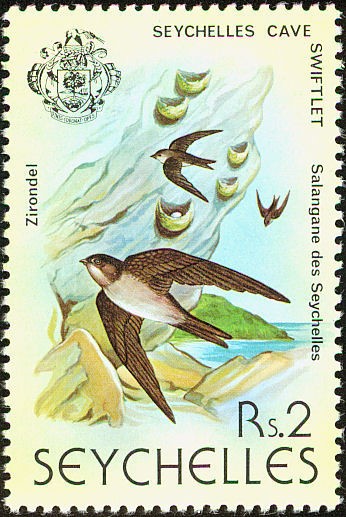Sulawesi swiftlet