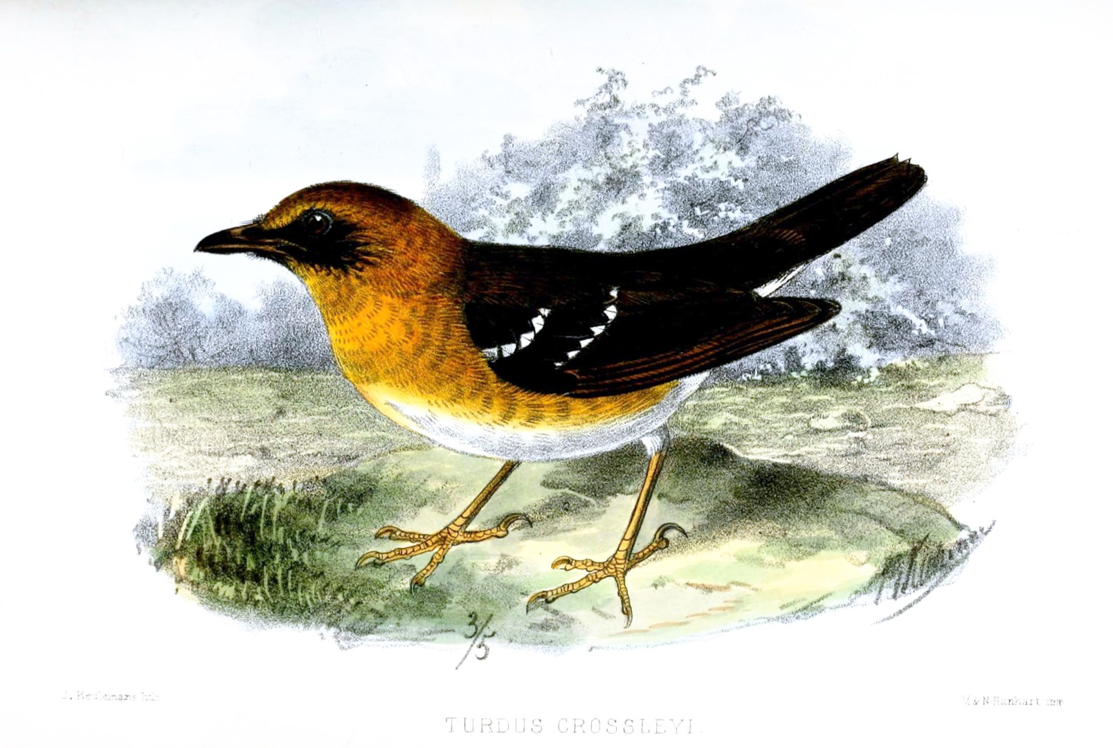 Sulawesi Thrush