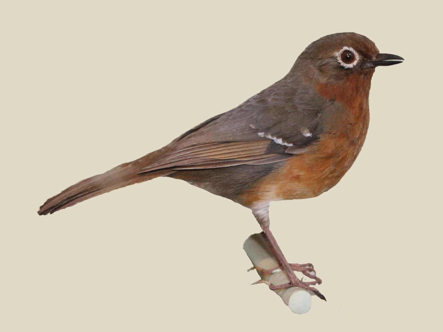 Sulawesi Thrush