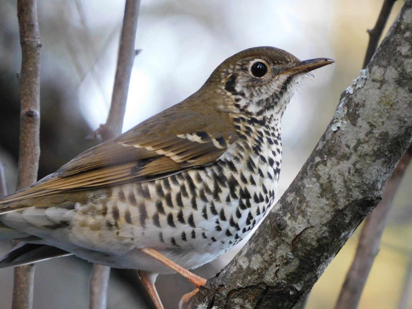 Sulawesi Thrush