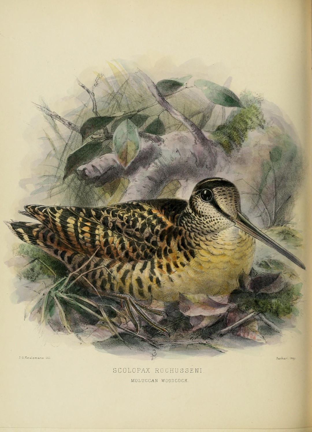 Sulawesi woodcock