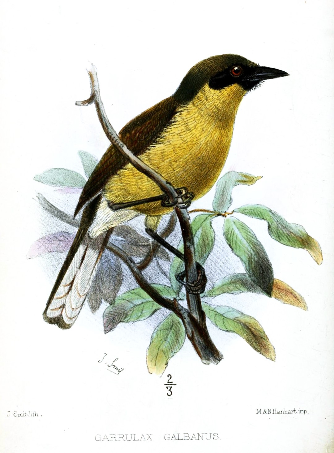 Sulphur-bellied Bulbul