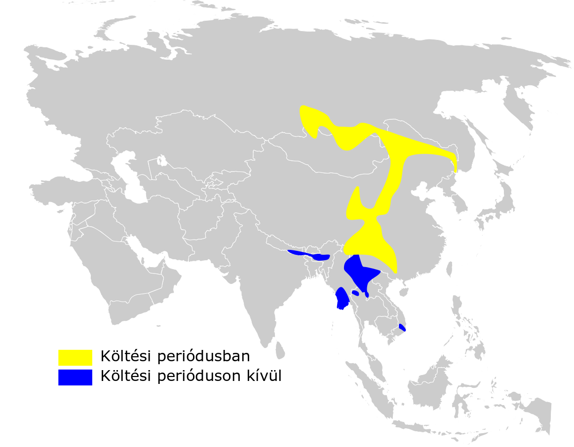Sulphur-bellied Bush Warbler