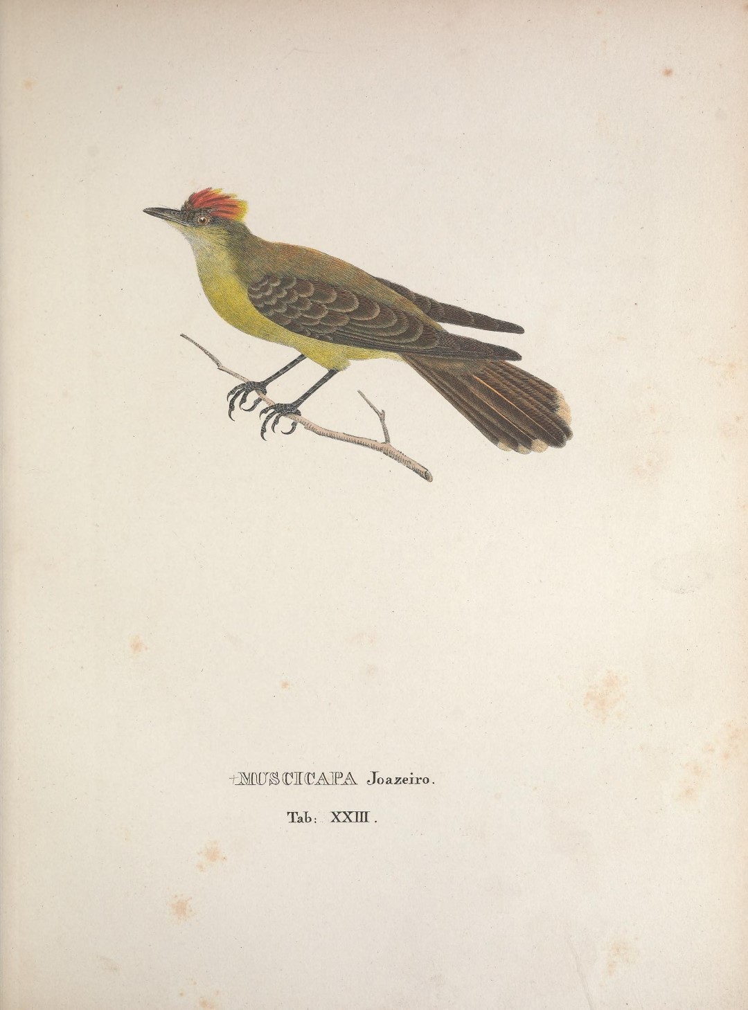 Sulphur-bellied Flycatcher