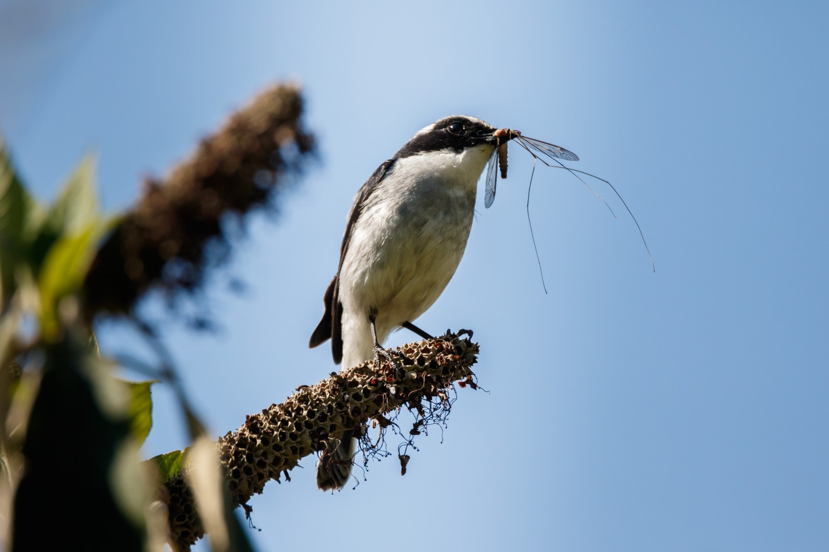 Sulphur-bellied Flycatcher