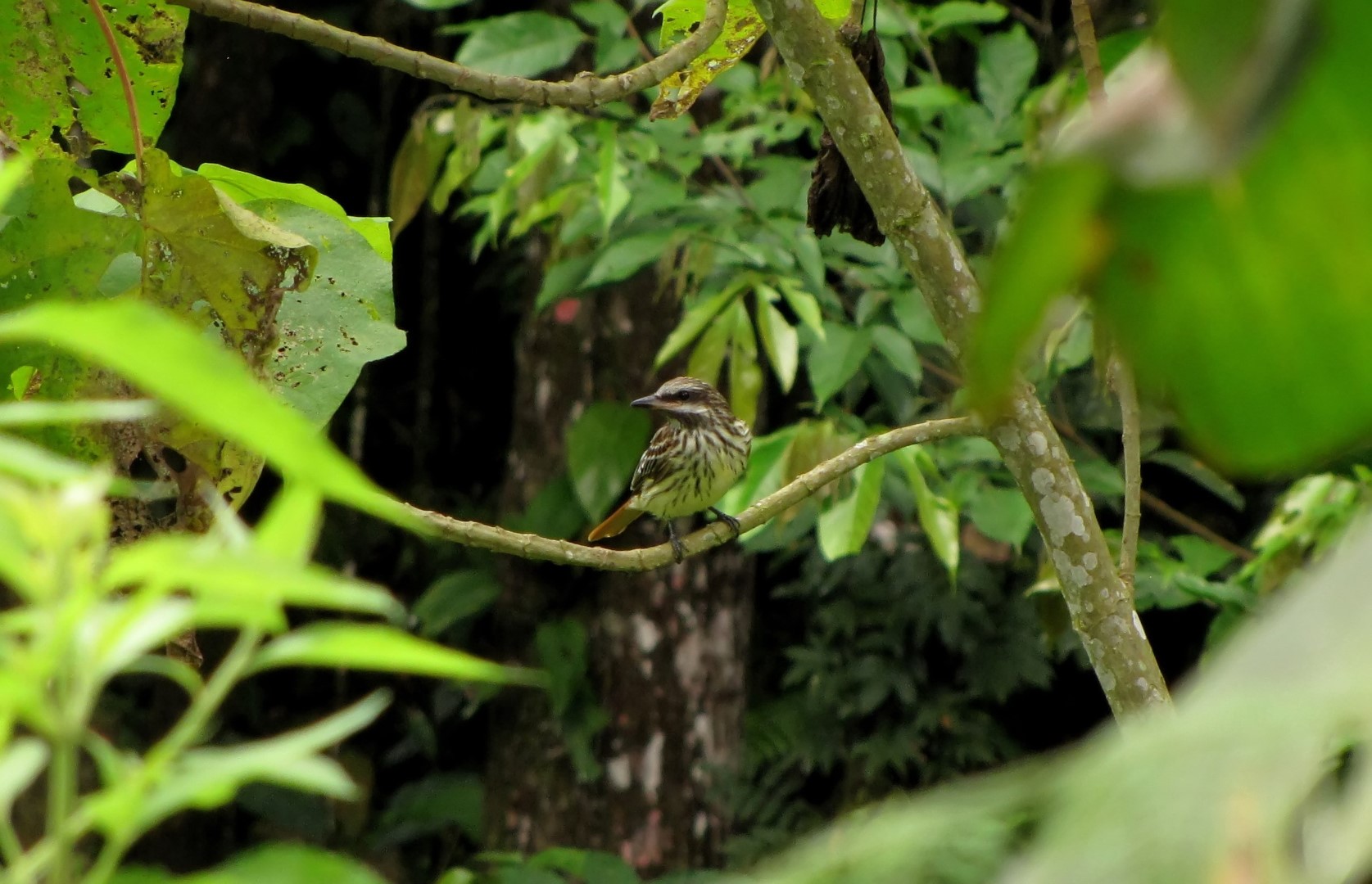 Sulphur-bellied Flycatcher