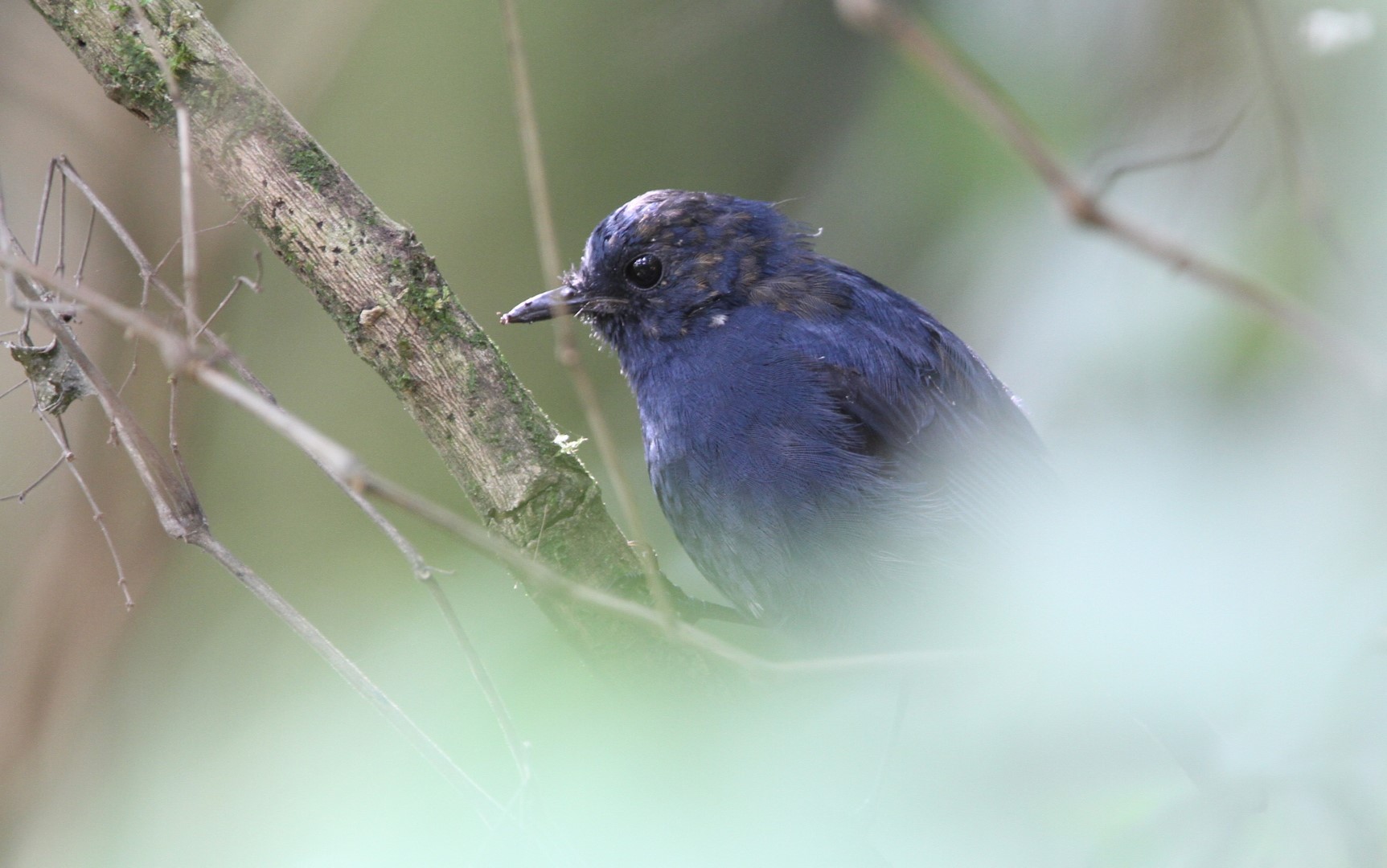 Sulphur-bellied Redstart