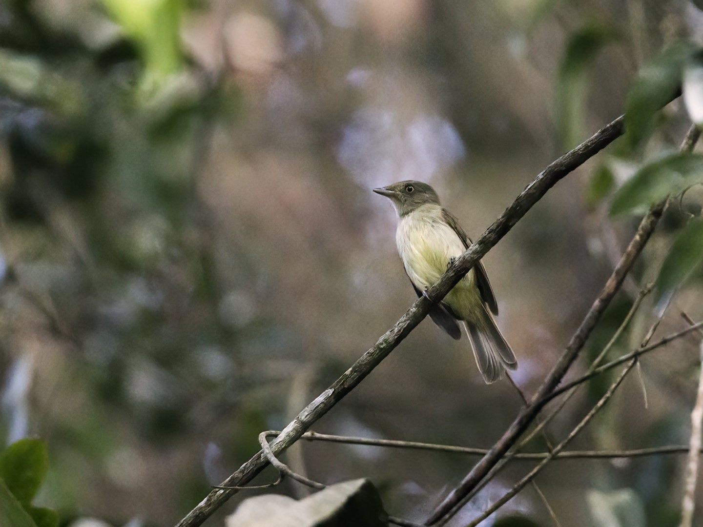 Sulphur-bellied Tyrant-Manakin
