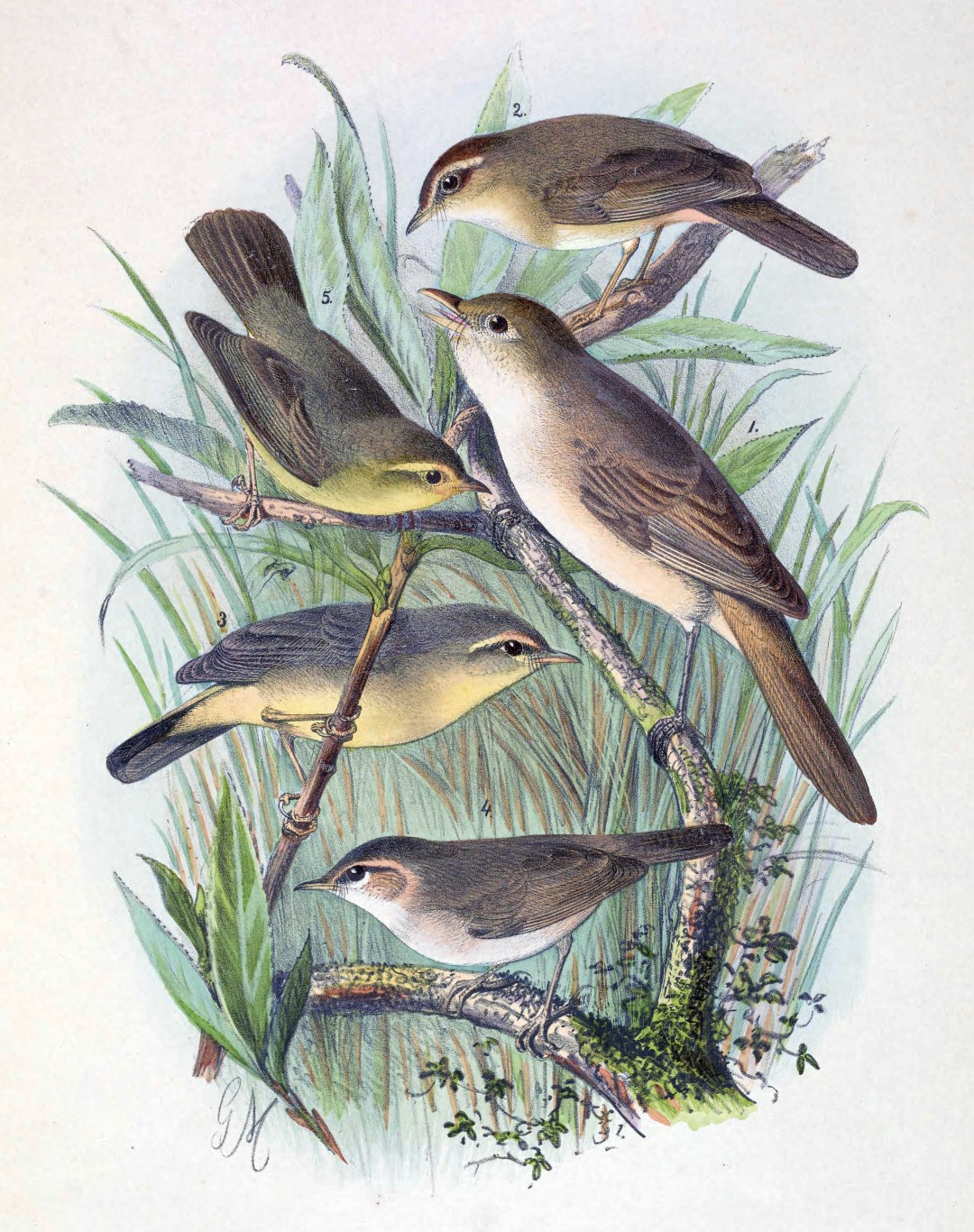 Sulphur-bellied Warbler