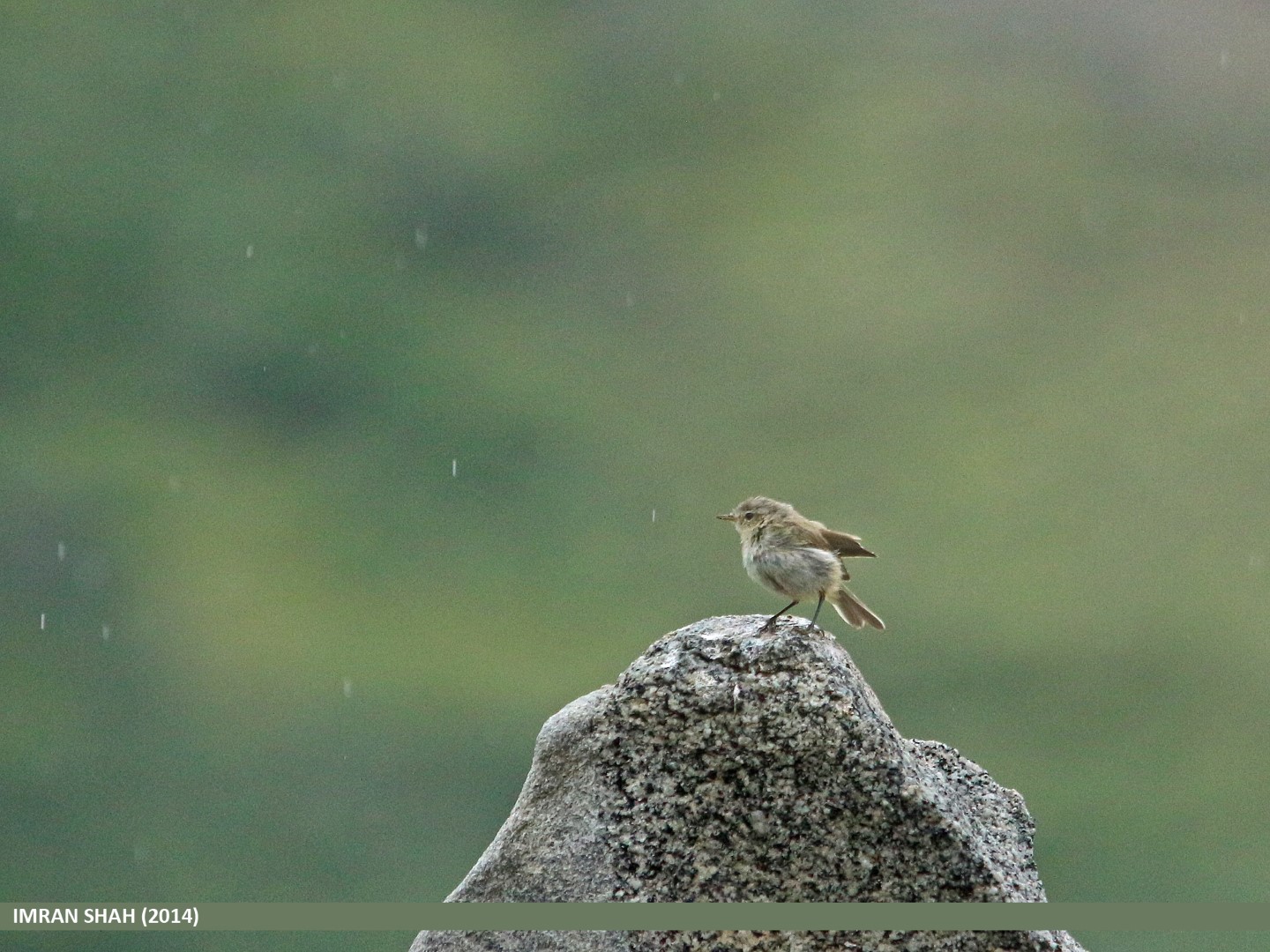 Sulphur-bellied Warbler