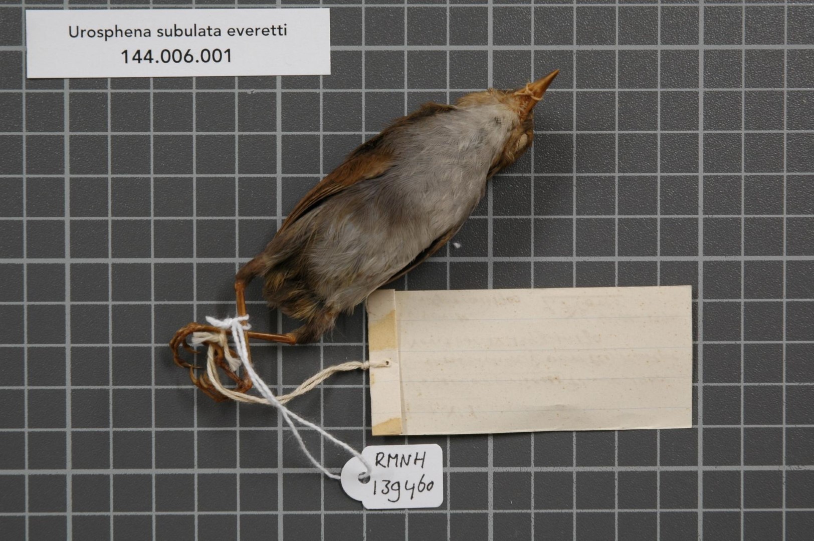 Sulphur-bellied Warbler