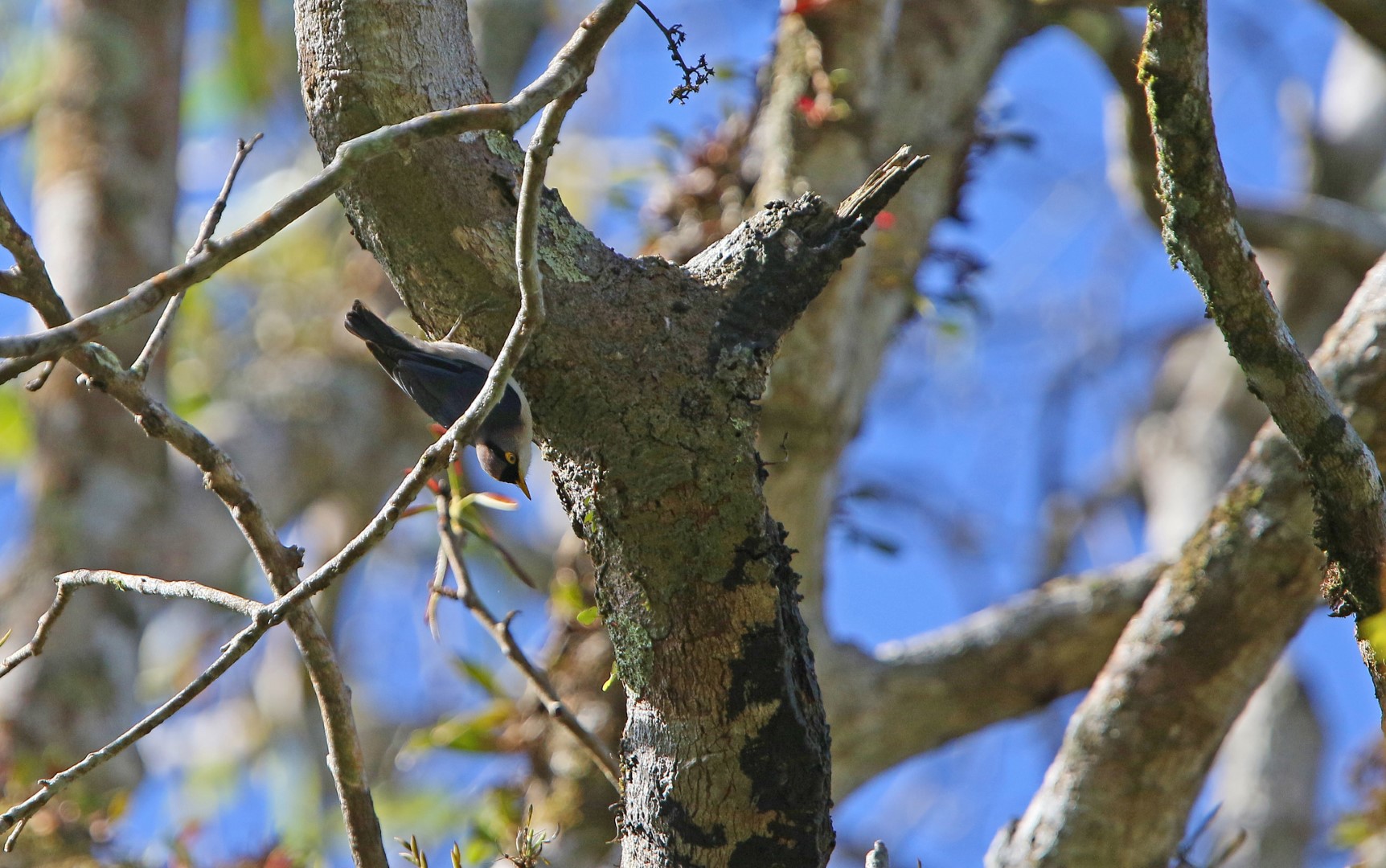 Sulphur-billed Nuthatch