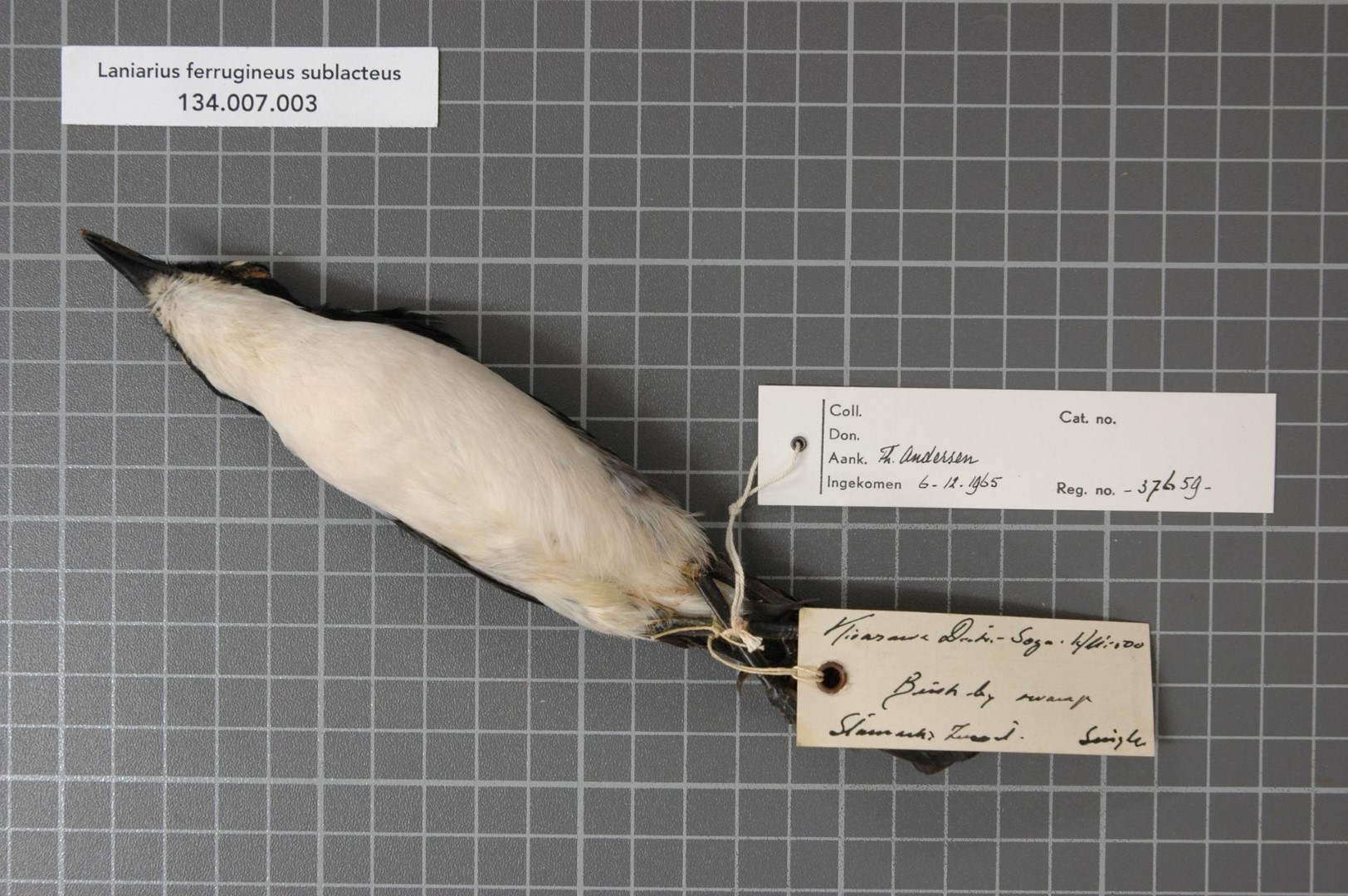 Sulphur-breasted Bushshrike