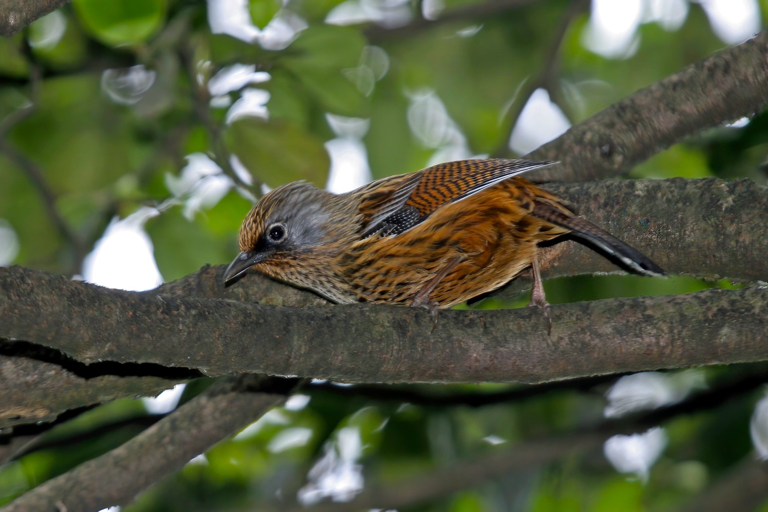 Sulphur-breasted Parrotbill