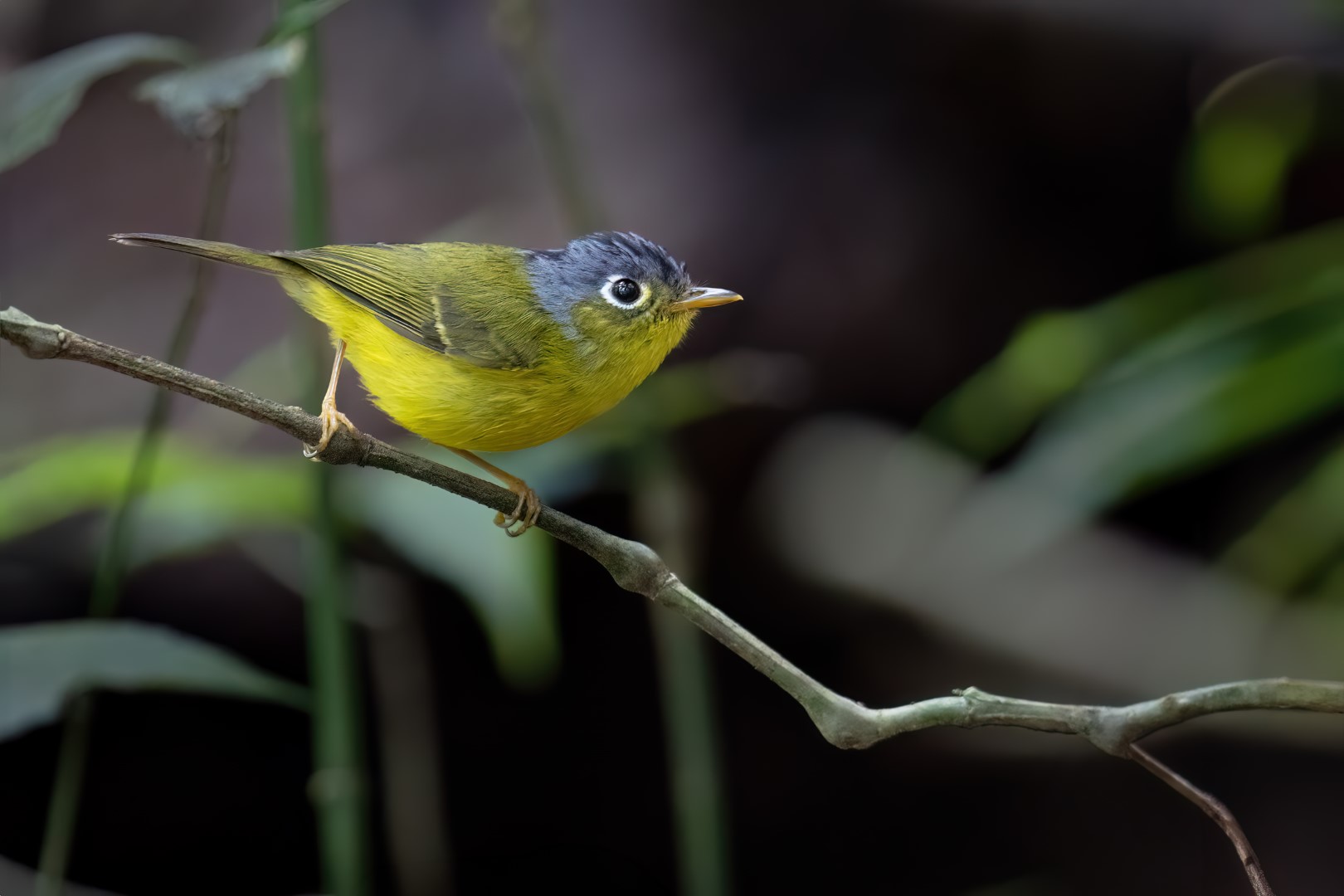 Sulphur-breasted Warbler