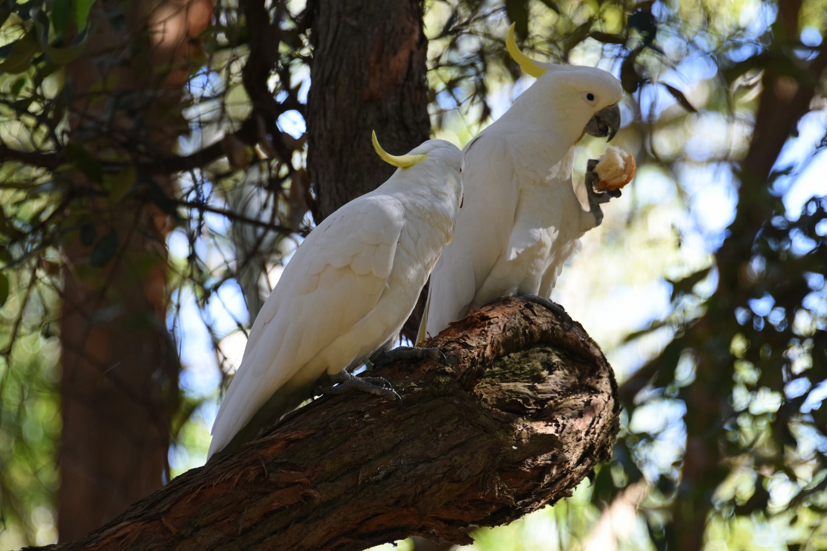 Sulphur-crested Cockatoo