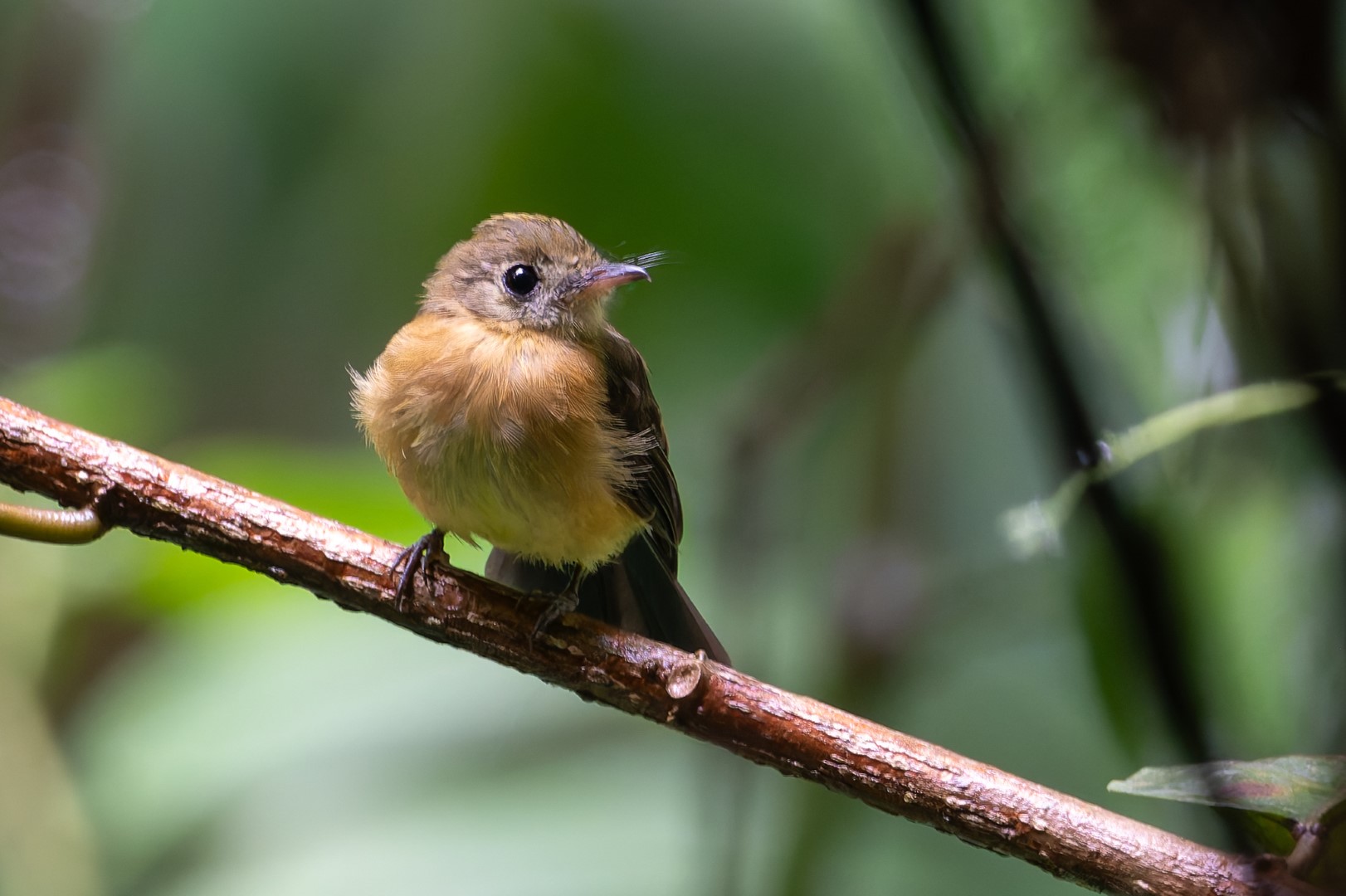 Sulphur-rumped Flycatcher