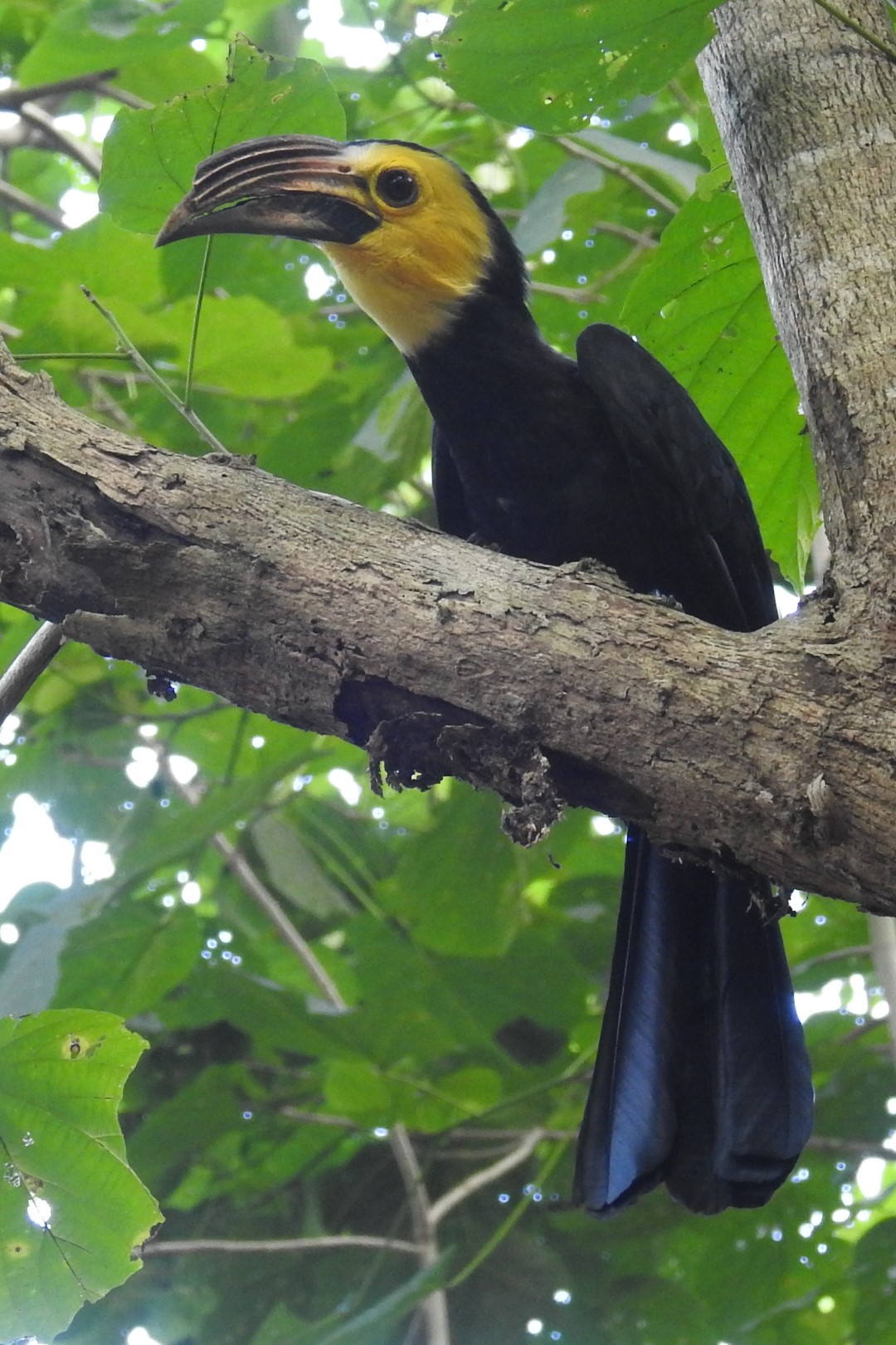 Sulu Hornbill