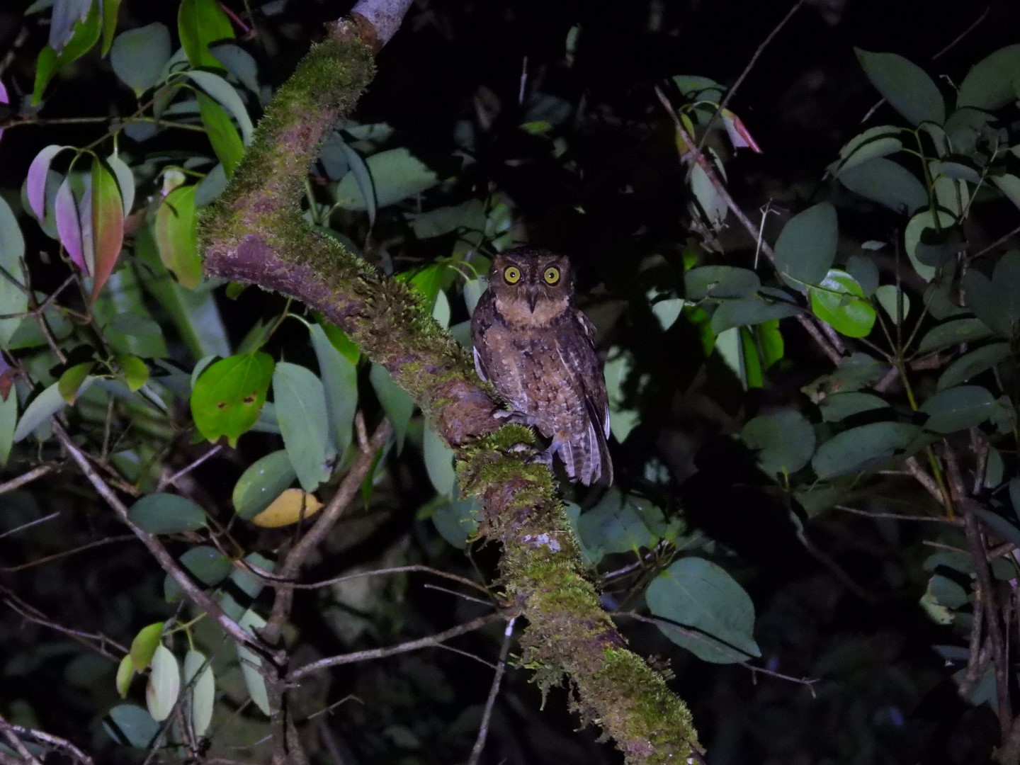 Sulu Scops Owl