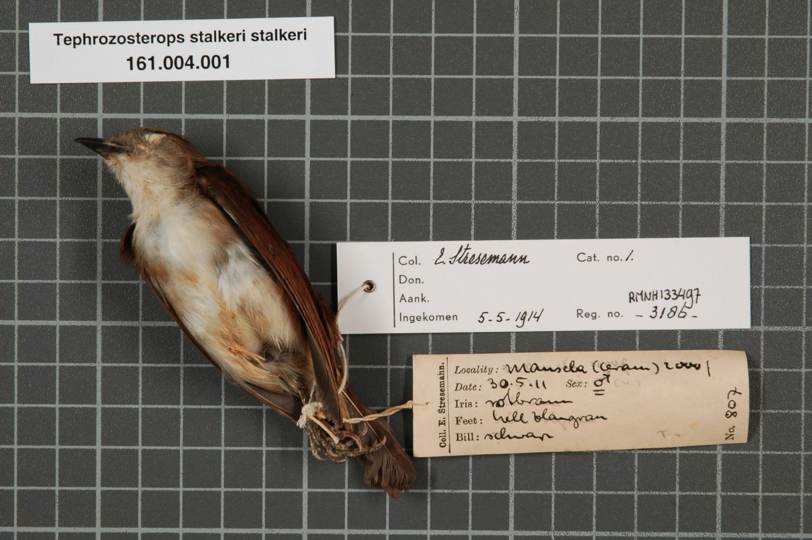 Sulu Streaked Flycatcher